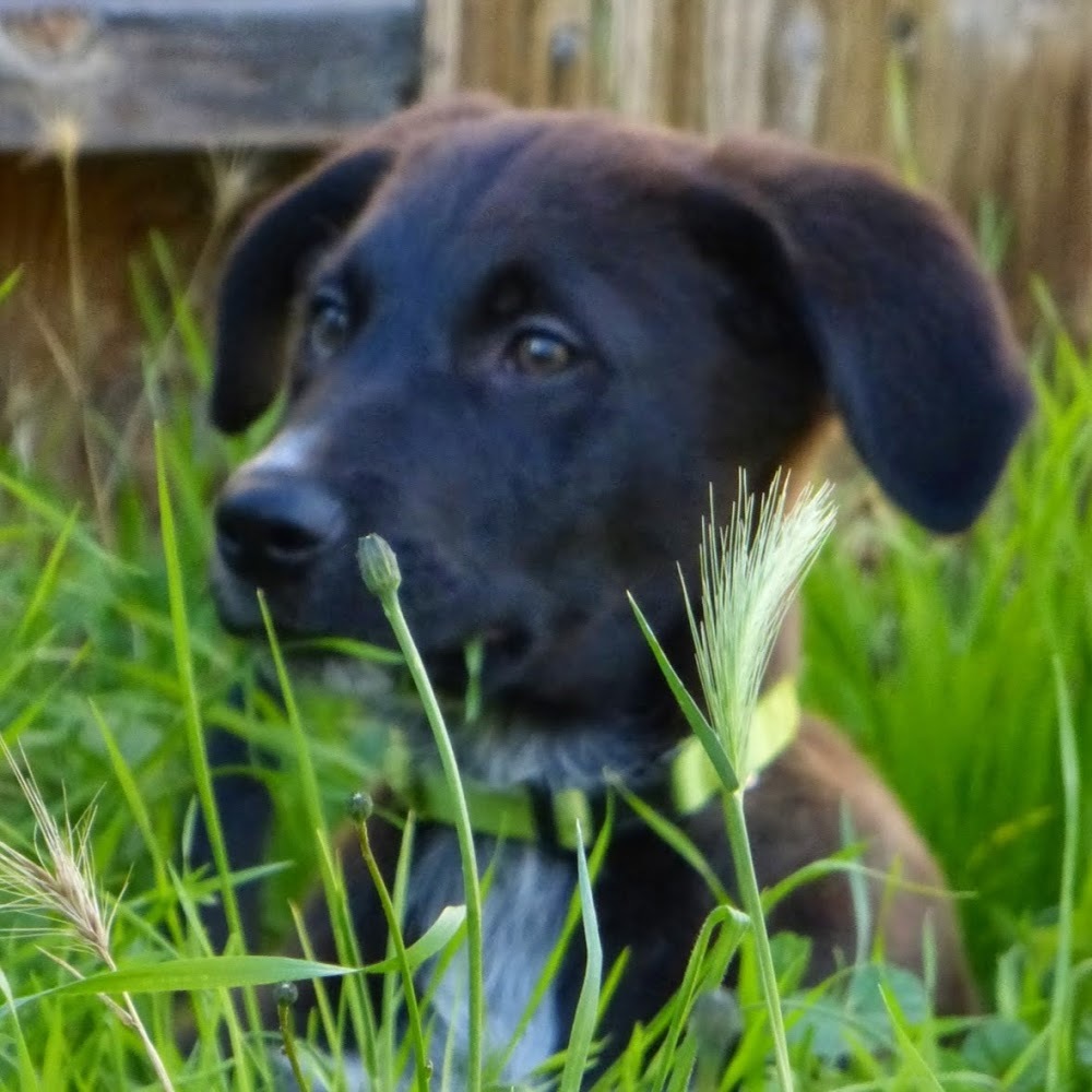 Meet your Posher, K.